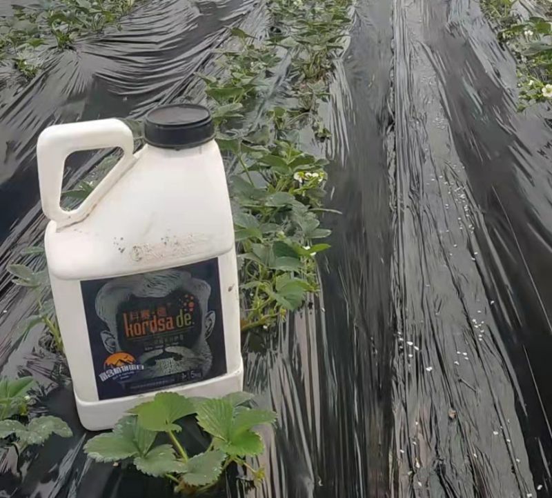 7.20暴雨后,科賽德氨基酸水溶肥現身農田“救草莓”